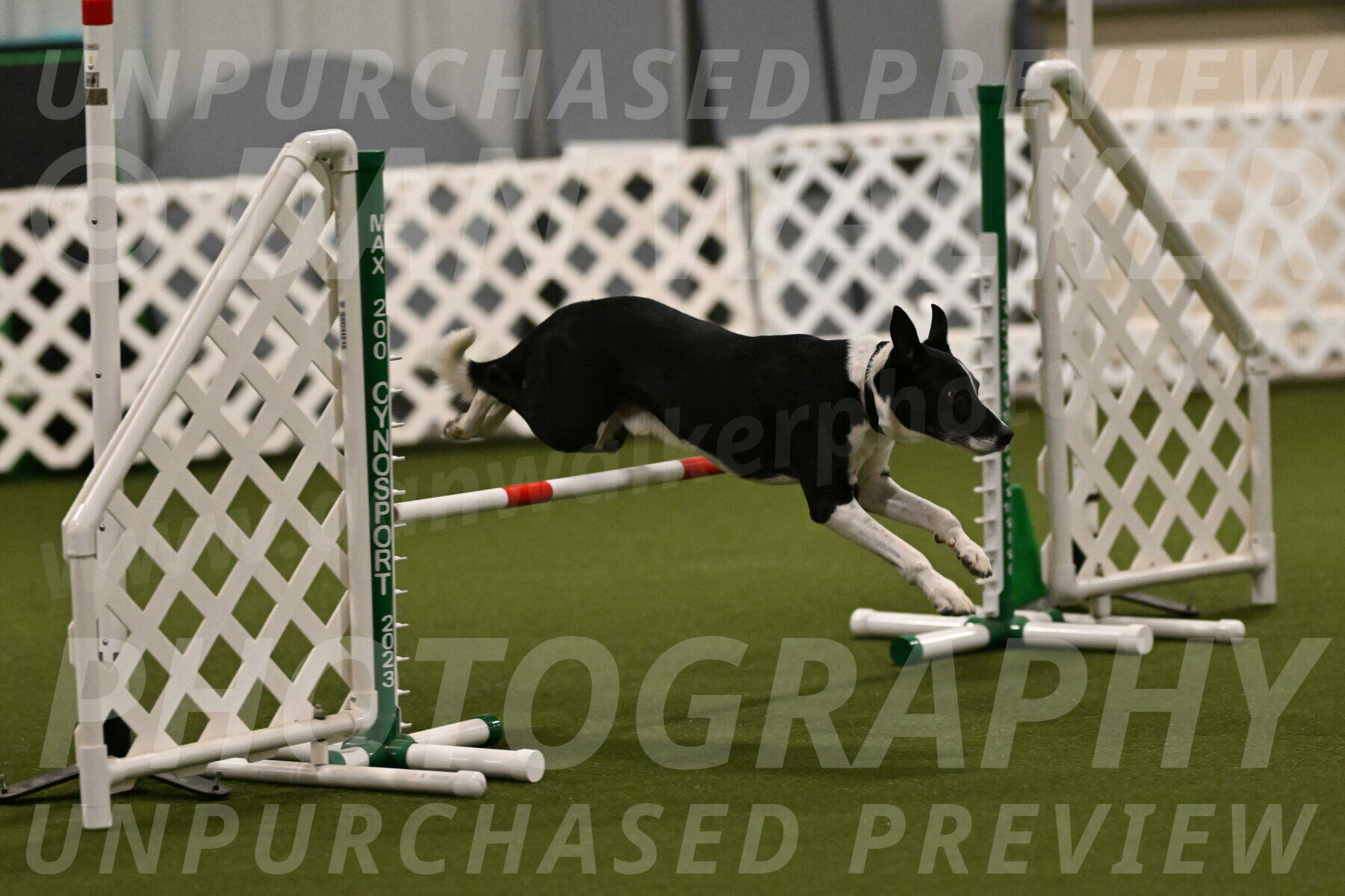 Streak-Marilyn-Sackett-06506
