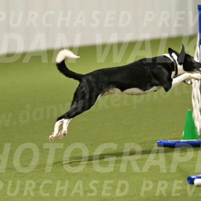 Streak-Marilyn-Sackett-06507