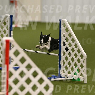 Streak-Marilyn-Sackett-06512