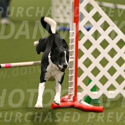 Streak-Marilyn-Sackett-06516