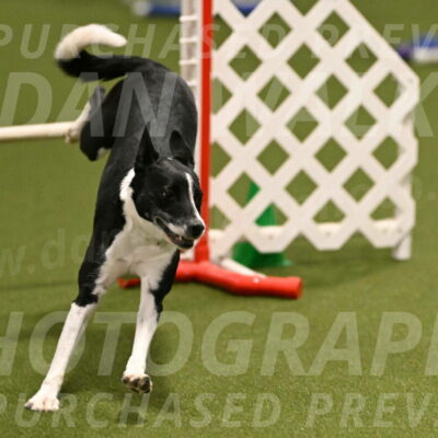 Streak-Marilyn-Sackett-06517