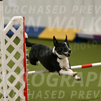 Streak-Marilyn-Sackett-06521