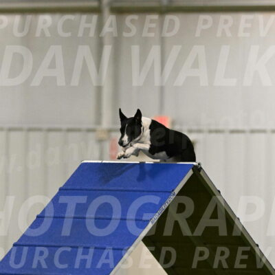 Streak-Marilyn-Sackett-06523