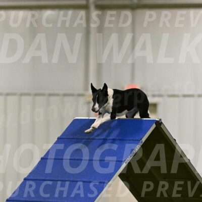 Streak-Marilyn-Sackett-06524