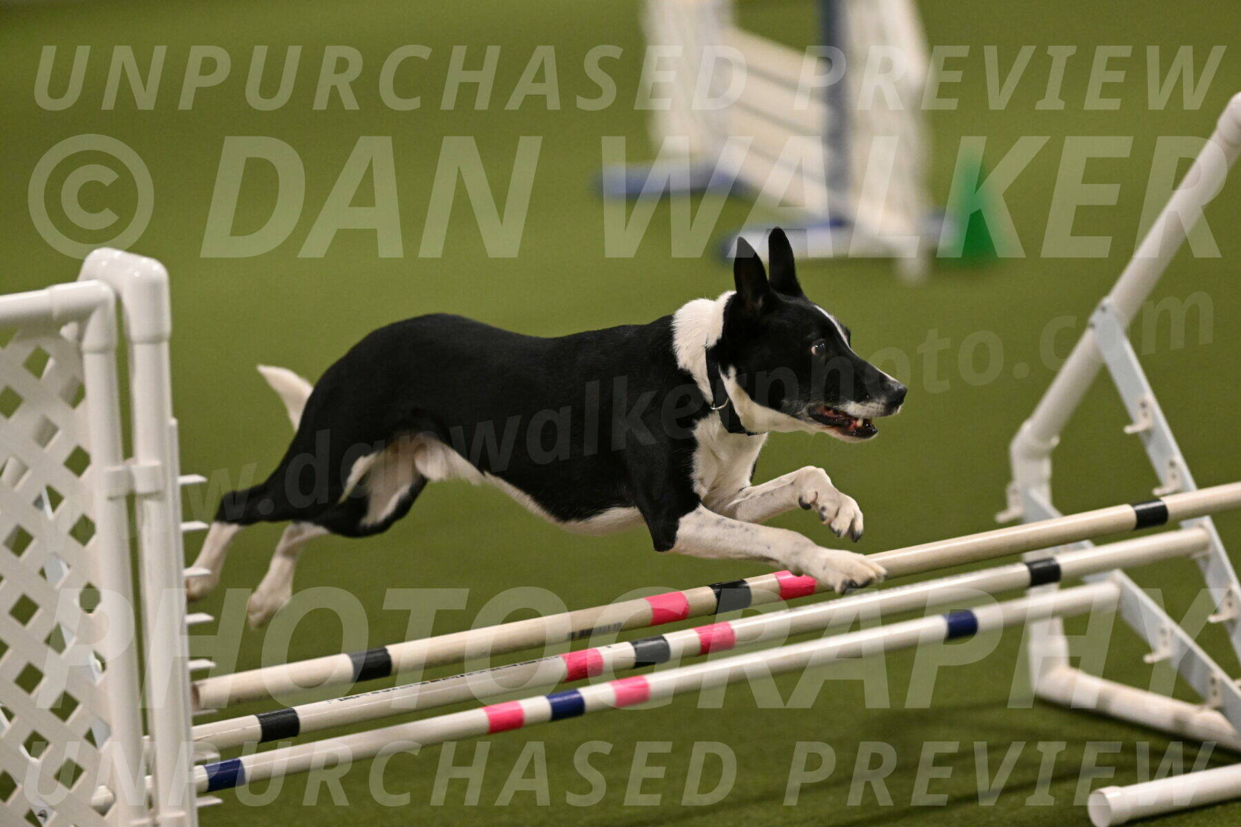 Streak-Marilyn-Sackett-06529
