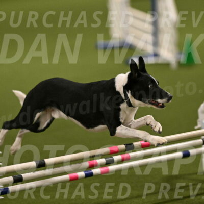 Streak-Marilyn-Sackett-06529