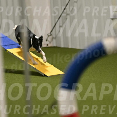 Streak-Marilyn-Sackett-06535