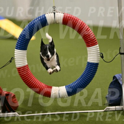 Streak-Marilyn-Sackett-06536