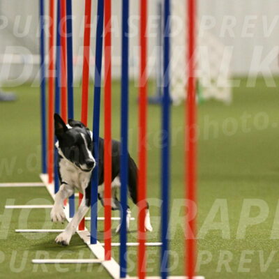 Streak-Marilyn-Sackett-06542