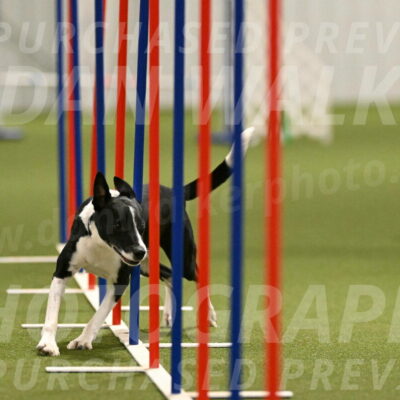 Streak-Marilyn-Sackett-06543