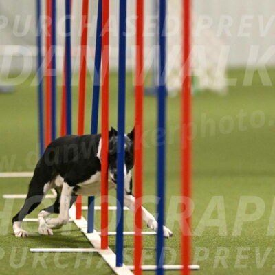 Streak-Marilyn-Sackett-06544