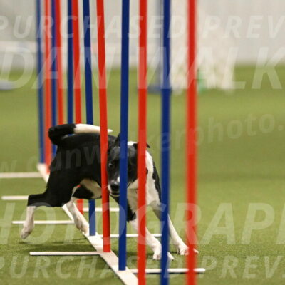 Streak-Marilyn-Sackett-06545