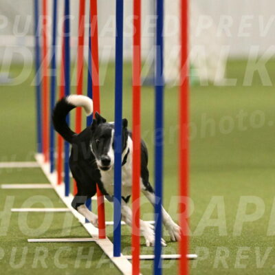 Streak-Marilyn-Sackett-06546