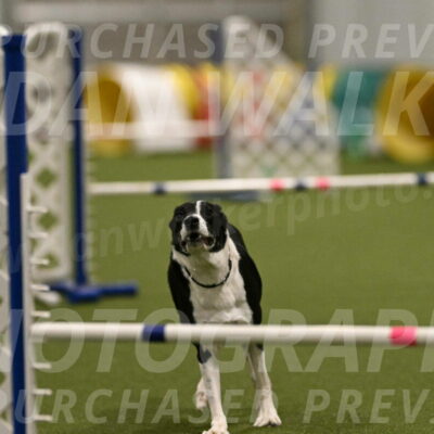 Streak-Marilyn-Sackett-06549