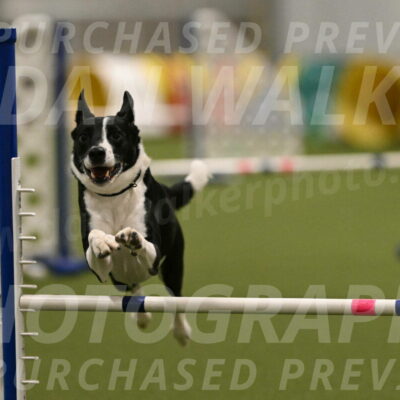 Streak-Marilyn-Sackett-06553