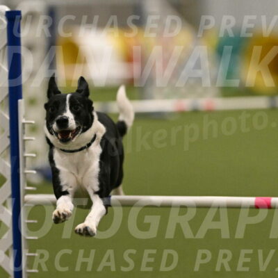 Streak-Marilyn-Sackett-06554