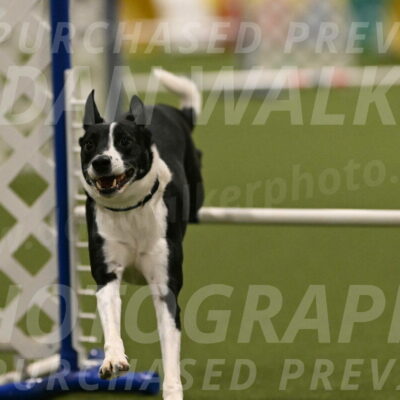 Streak-Marilyn-Sackett-06555