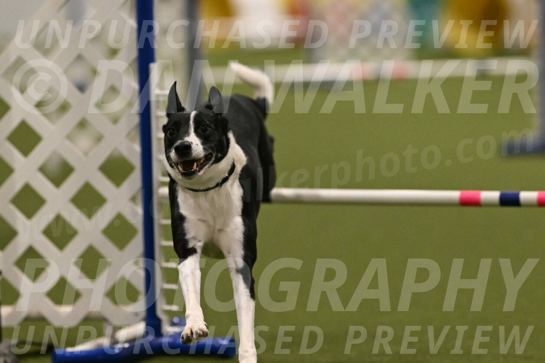 Streak-Marilyn-Sackett-06555