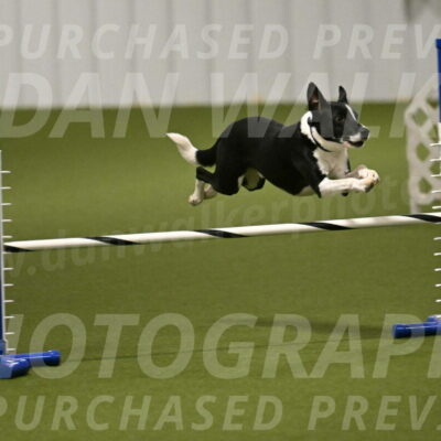 Streak-Marilyn-Sackett-06556