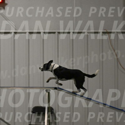 Streak-Marilyn-Sackett-06564