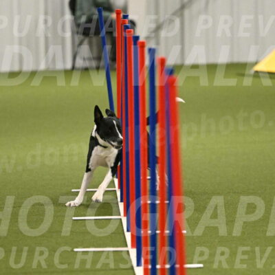 Streak-Marilyn-Sackett-06572