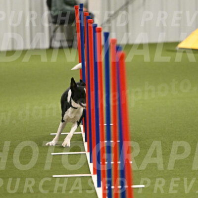 Streak-Marilyn-Sackett-06573