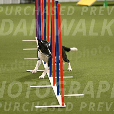 Streak-Marilyn-Sackett-06575