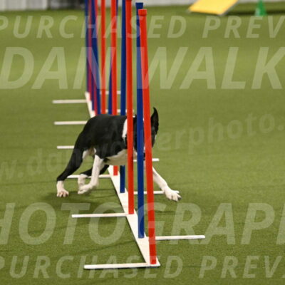 Streak-Marilyn-Sackett-06576