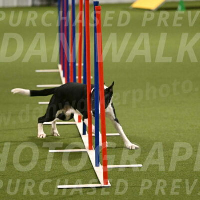 Streak-Marilyn-Sackett-06577