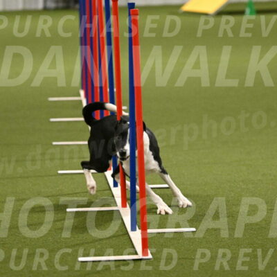 Streak-Marilyn-Sackett-06578