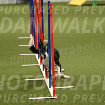 Streak-Marilyn-Sackett-06579