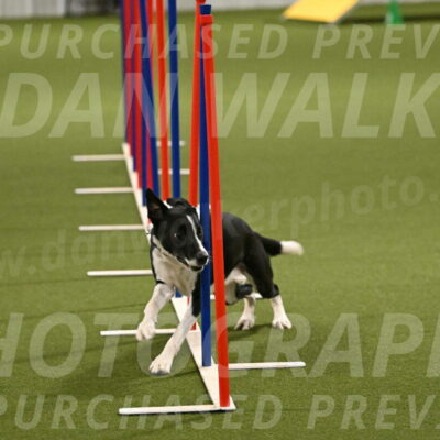 Streak-Marilyn-Sackett-06580