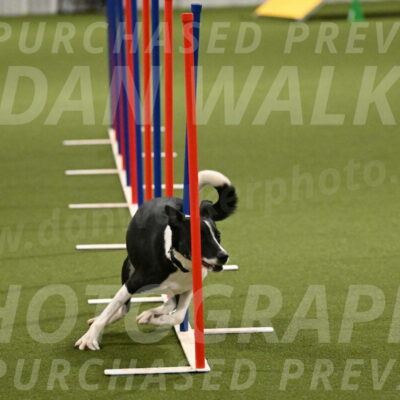 Streak-Marilyn-Sackett-06582