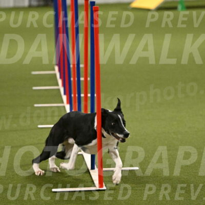 Streak-Marilyn-Sackett-06583