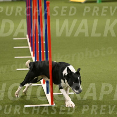 Streak-Marilyn-Sackett-06584