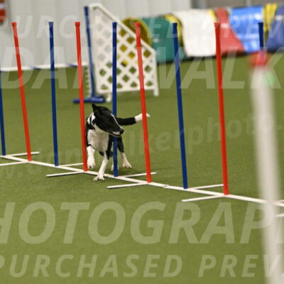 Streak-Marilyn-Sackett-06585