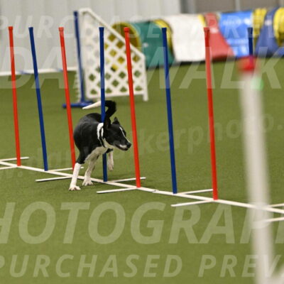 Streak-Marilyn-Sackett-06586