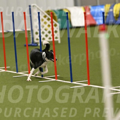 Streak-Marilyn-Sackett-06587