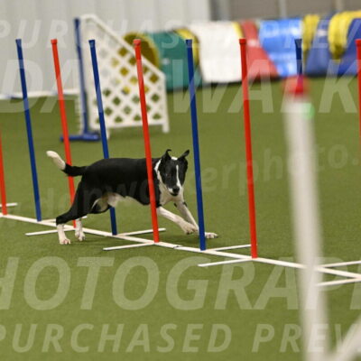 Streak-Marilyn-Sackett-06589