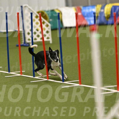 Streak-Marilyn-Sackett-06590