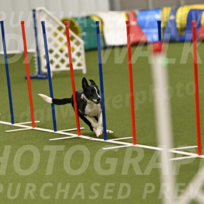 Streak-Marilyn-Sackett-06591