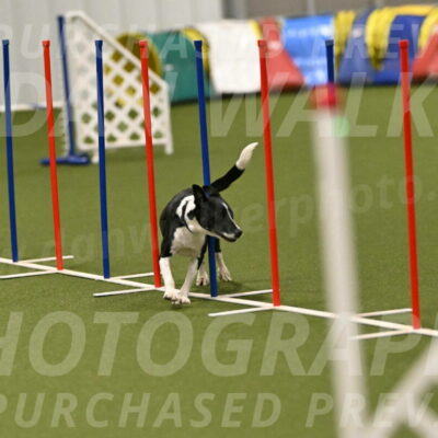 Streak-Marilyn-Sackett-06592