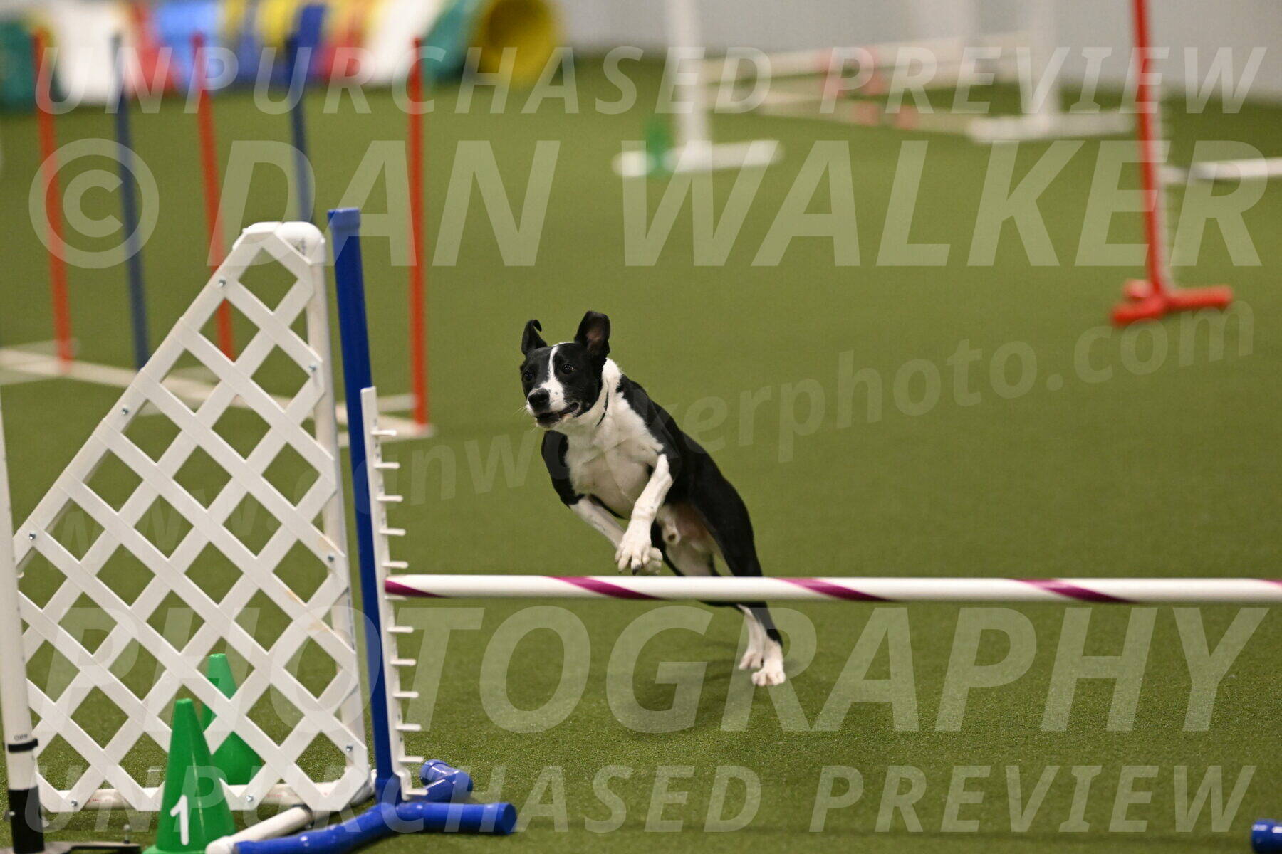 Streak-Marilyn-Sackett-06594