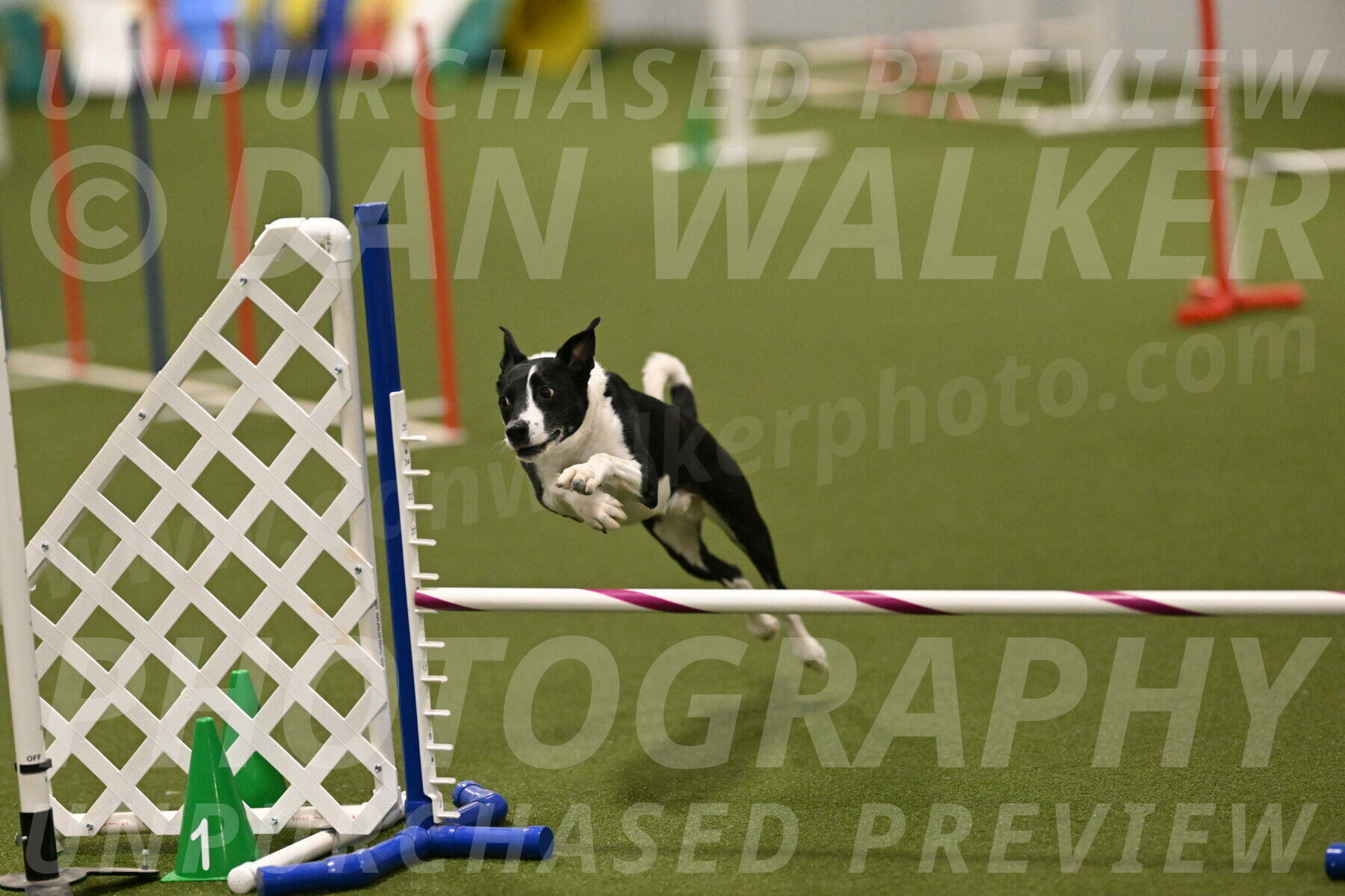 Streak-Marilyn-Sackett-06595