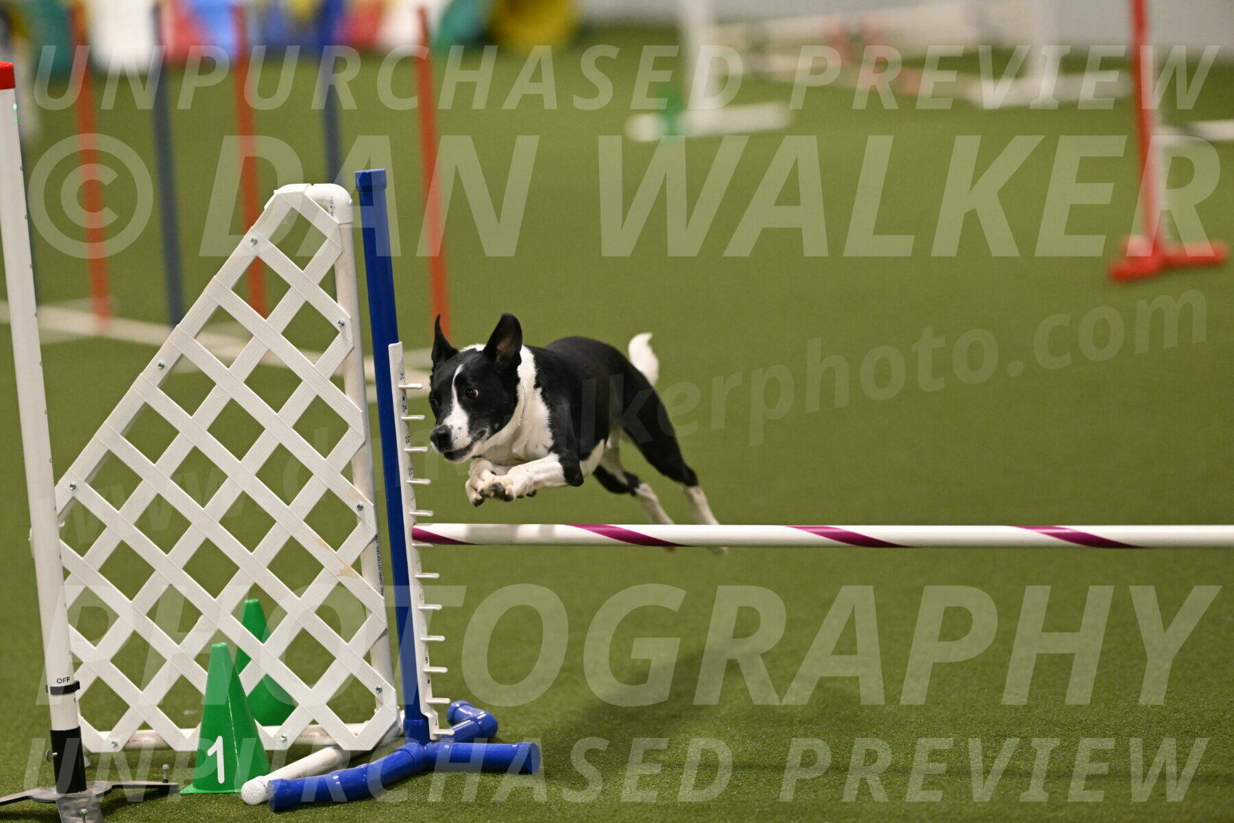 Streak-Marilyn-Sackett-06596