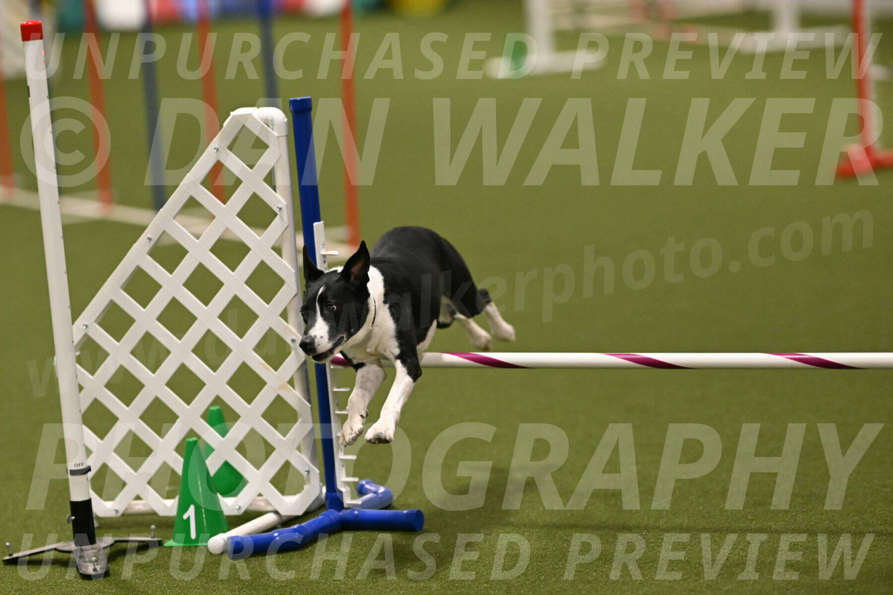 Streak-Marilyn-Sackett-06597