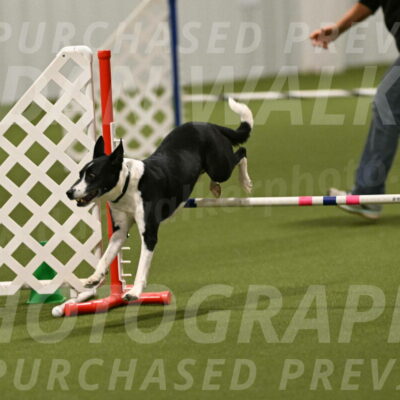 Streak-Marilyn-Sackett-06601