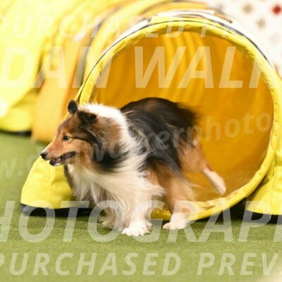 Strut-Melanie-Robison-08936