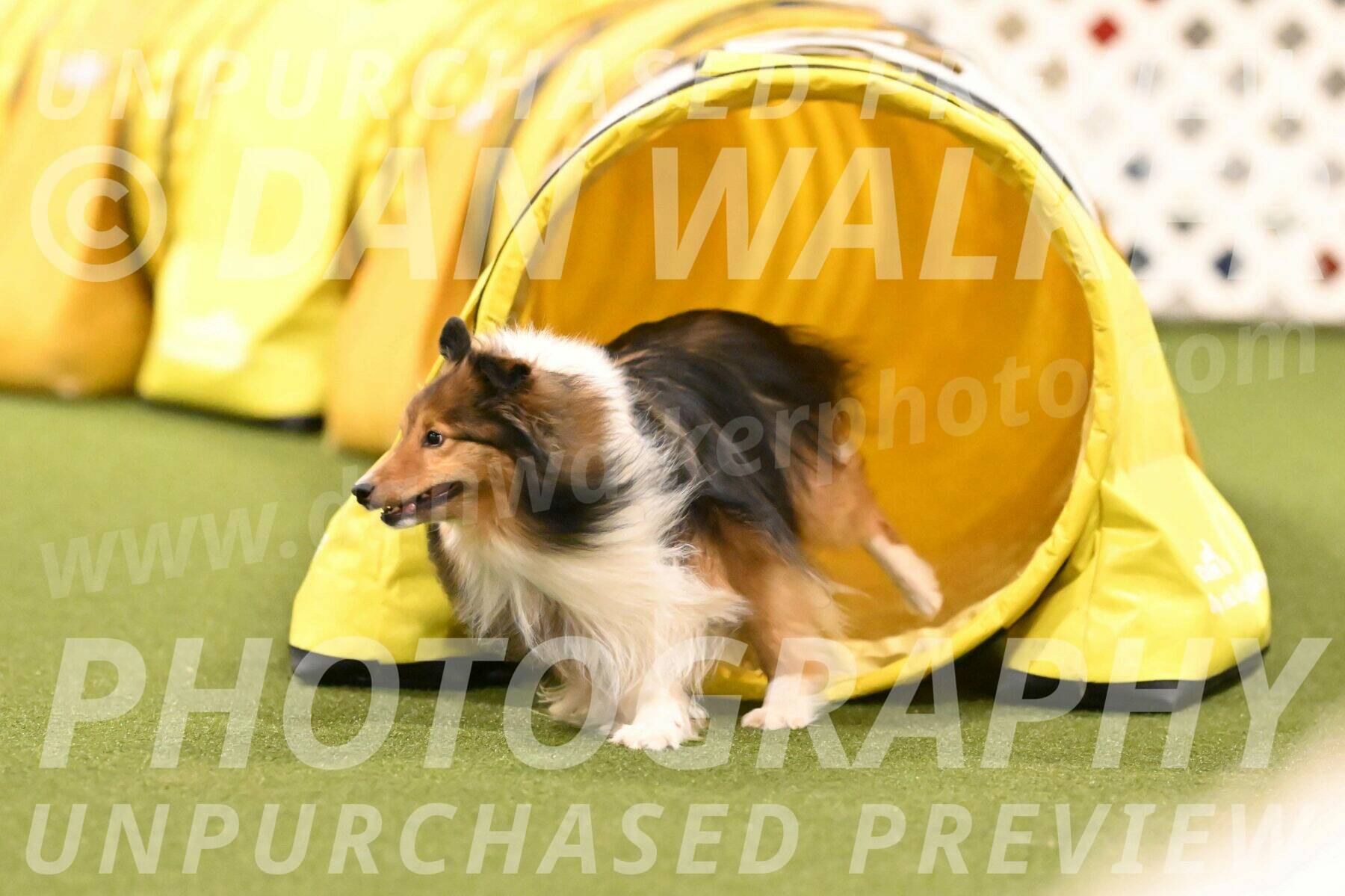 Strut-Melanie-Robison-08936