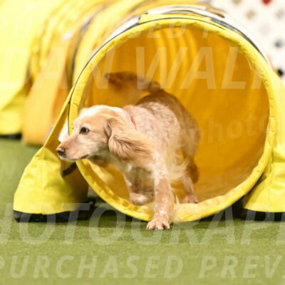 Swing-Lisa-Lombard-01423
